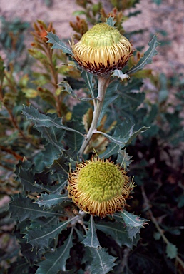 APII jpeg image of Banksia heliantha  © contact APII