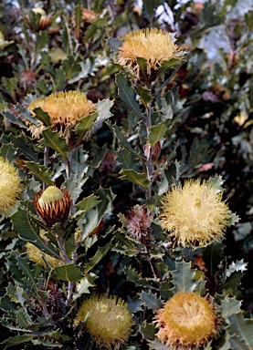 APII jpeg image of Banksia heliantha  © contact APII