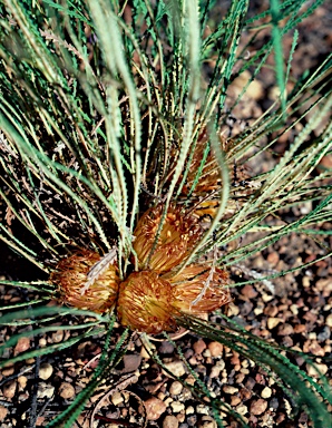 APII jpeg image of Banksia nivea subsp. nivea  © contact APII