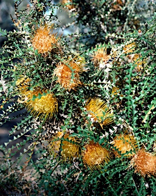 APII jpeg image of Banksia nobilis subsp. nobilis  © contact APII