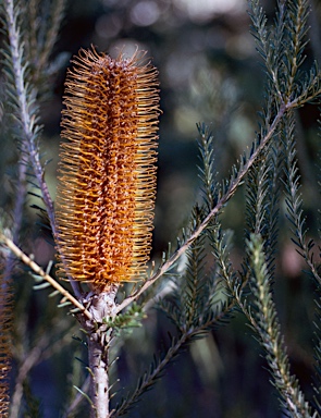 APII jpeg image of Banksia ericifolia 'Kanangra Gold'  © contact APII