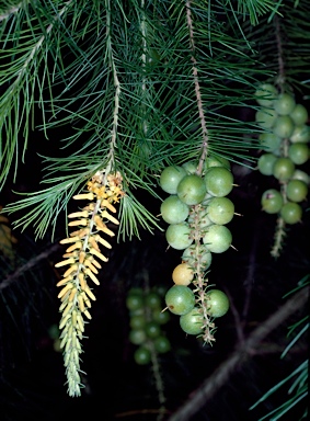 APII jpeg image of Persoonia pinifolia  © contact APII