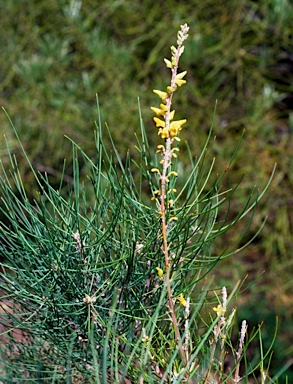 APII jpeg image of Persoonia saccata  © contact APII