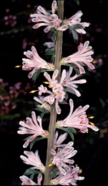 APII jpeg image of Petrophile biloba  © contact APII