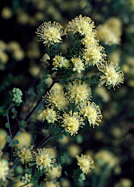 APII jpeg image of Leionema rotundifolium  © contact APII