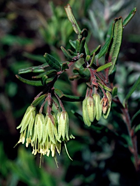 APII jpeg image of Leionema viridiflorum  © contact APII