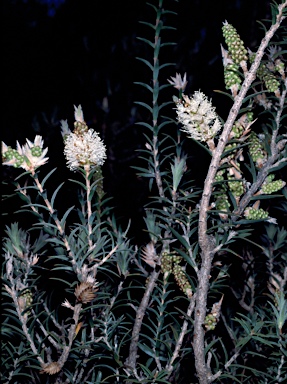 APII jpeg image of Melaleuca adnata  © contact APII