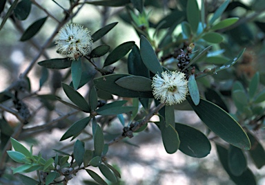 APII jpeg image of Melaleuca arcana  © contact APII