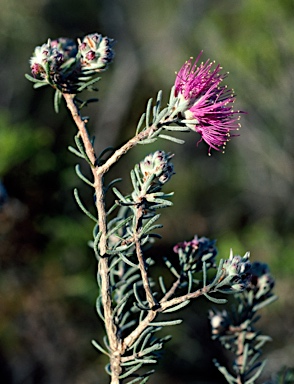 APII jpeg image of Melaleuca aspalathoides  © contact APII