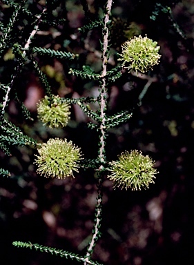 APII jpeg image of Melaleuca blaeriifolia  © contact APII