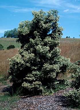 APII jpeg image of Melaleuca bracteata  © contact APII