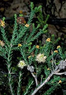 APII jpeg image of Melaleuca bracteosa  © contact APII