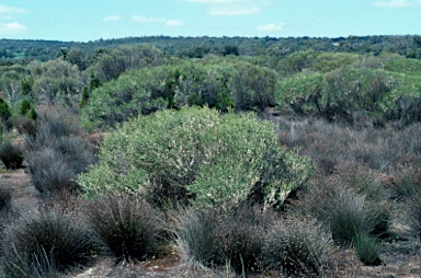 APII jpeg image of Melaleuca brevifolia  © contact APII