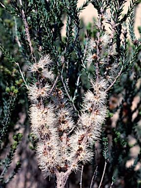 APII jpeg image of Melaleuca brevifolia  © contact APII