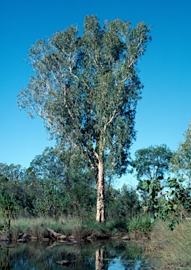 APII jpeg image of Melaleuca cajuputi subsp. cajuputi  © contact APII