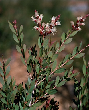 APII jpeg image of Melaleuca cheelii  © contact APII