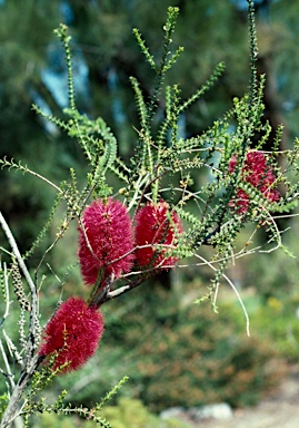 APII jpeg image of Melaleuca coccinea  © contact APII