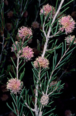 APII jpeg image of Melaleuca condylosa  © contact APII