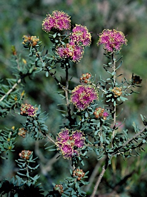 APII jpeg image of Melaleuca leptospermoides  © contact APII