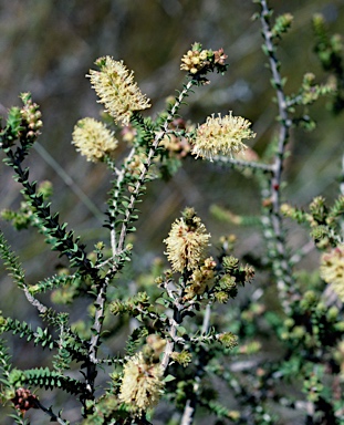 APII jpeg image of Melaleuca densa  © contact APII