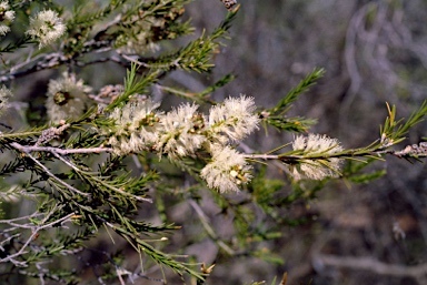 APII jpeg image of Melaleuca densispicata  © contact APII