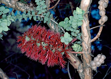 APII jpeg image of Melaleuca elliptica  © contact APII