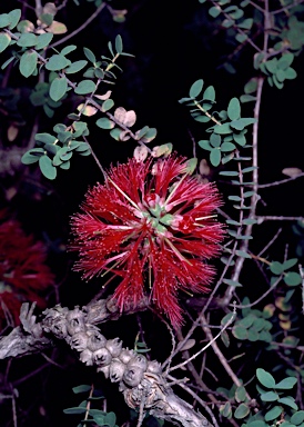 APII jpeg image of Melaleuca elliptica  © contact APII