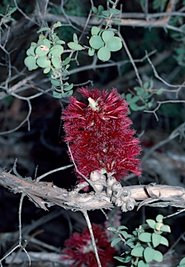 APII jpeg image of Melaleuca elliptica  © contact APII