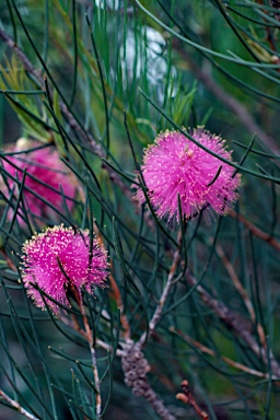 APII jpeg image of Melaleuca filifolia  © contact APII