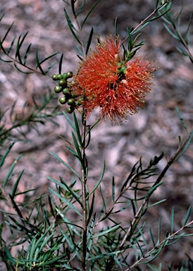 APII jpeg image of Melaleuca fulgens  © contact APII