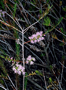 APII jpeg image of Melaleuca glaberrima  © contact APII