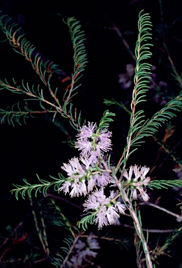 APII jpeg image of Melaleuca glaberrima  © contact APII