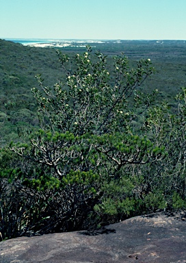 APII jpeg image of Melaleuca globifera  © contact APII