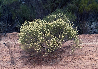 APII jpeg image of Melaleuca hamata  © contact APII