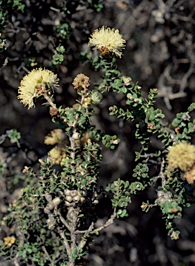 APII jpeg image of Melaleuca huttensis  © contact APII