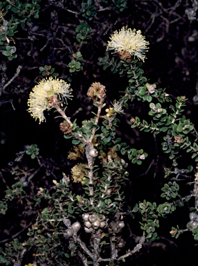 APII jpeg image of Melaleuca huttensis  © contact APII