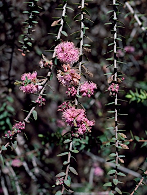 APII jpeg image of Melaleuca laxiflora  © contact APII