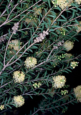 APII jpeg image of Melaleuca leiocarpa  © contact APII