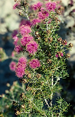 APII jpeg image of Melaleuca leuropoma  © contact APII