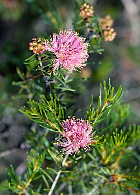 APII jpeg image of Melaleuca leuropoma  © contact APII