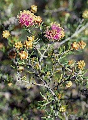 APII jpeg image of Melaleuca leuropoma  © contact APII