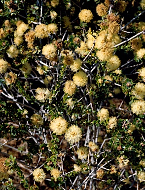 APII jpeg image of Melaleuca megacephala  © contact APII