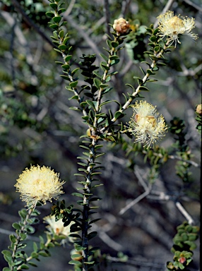 APII jpeg image of Melaleuca megacephala  © contact APII