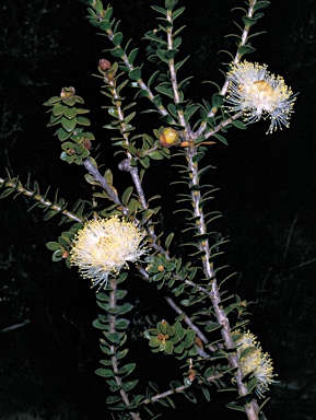 APII jpeg image of Melaleuca megacephala  © contact APII