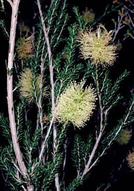 APII jpeg image of Melaleuca microphylla  © contact APII