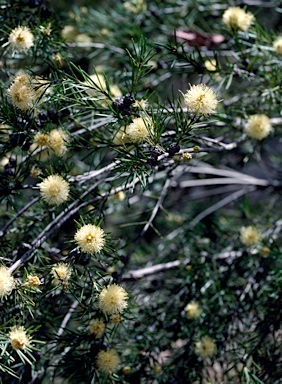 APII jpeg image of Melaleuca nodosa  © contact APII