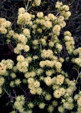 APII jpeg image of Melaleuca nodosa  © contact APII