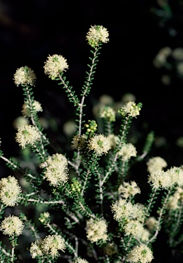 APII jpeg image of Melaleuca pauperiflora  © contact APII