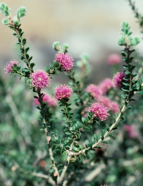 APII jpeg image of Melaleuca spathulata  © contact APII