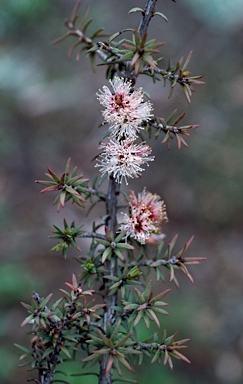 APII jpeg image of Melaleuca incana  © contact APII